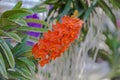 Ochid Background,Ascocentrum Miniatum