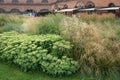 Ochitok ordinary, sedum, lush thickets