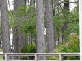 Ochlockonee River State Park White Squirrel