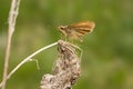 Ochlodes Faunus butterfly sitting on a dry flower Royalty Free Stock Photo