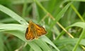 Ochlodes sylvanus Butterfly.