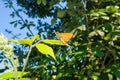 Ochlodes sylvanus butterfly sitting flower wings open close up Royalty Free Stock Photo