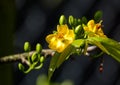 Ochna integerrima flowers at the garden in southern Vietnam Royalty Free Stock Photo