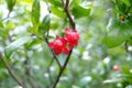 Ochna kirkii Oliv In the garden, red flower ,green leaves Royalty Free Stock Photo