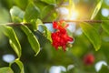 Ochna kirkii plant or Mickey mouse flower