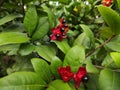 Ochna serrulata or also known as mickey mouse flower