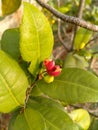 Ochna serrulata or also known as the mickey mouse flower