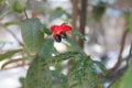 Red Mickey Mouse Flower, Ochna serrulata