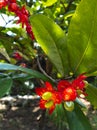 Blooming Mickey Mouse bush also known as the small-leaved plane Ochna serrulata.