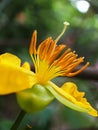 Ochna serrulata