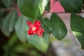 Ochna serrulata or small-leaved plane or carnival ochna