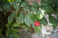 Ochna serrulata or small-leaved plane or carnival ochna