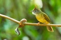 Ochraceous Bulbul  perching on tree branch with blur green tree  background Royalty Free Stock Photo