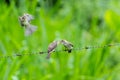 Ochraceous Pewee (Contopus ochraceus) on wire