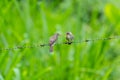 Ochraceous Pewee (Contopus ochraceus) on wire
