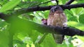 Ochre-bellied boobook (Ninox ochracea), endemic bird of Sulawesi, Indonesia