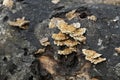 Ochre bracket, Trametes ochracea growing on fallen aspen tree