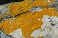 Ochre coloured lichen on rocks at the beach