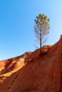 Ochre rocks of Colorado ProvenÃÂ§al with single tree pine Royalty Free Stock Photo