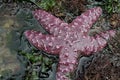 Ochre Sea Star at Low Tide