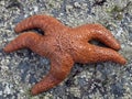 Ochre Sea Star (Pisaster ochraceus) Royalty Free Stock Photo