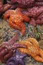 Ochre Sea Stars