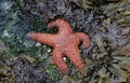 Ochre Starfish