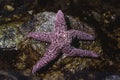 An Ochre Starfish, Pisaster ochraceus, in a tidepool