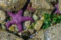 Ochre starfish Pisaster ochraceus Whytecliff park, British Col