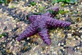 Ochre starfish Pisaster ochraceus Whytecliff park, British Col