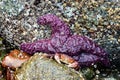 Ochre starfish Pisaster ochraceus Whytecliff park, British Col