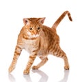 Ocicat cat on a white background. Royalty Free Stock Photo