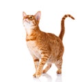Ocicat cat on a white background. Royalty Free Stock Photo