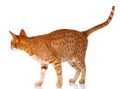 Ocicat cat on a white background. Royalty Free Stock Photo