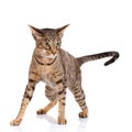 Ocicat cat on a white background. Royalty Free Stock Photo