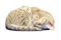 Ocicat Kitten Sleeping with clipping path