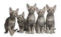 Ocicat kittens, 13 weeks old, sitting Royalty Free Stock Photo