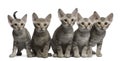 Ocicat kittens, 13 weeks old, sitting Royalty Free Stock Photo