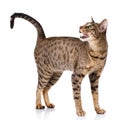 Ocicat male cat Royalty Free Stock Photo