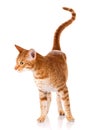 Ocicat male cat Royalty Free Stock Photo