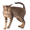 Ocicat male cat Royalty Free Stock Photo