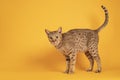 Ocicat on orange background