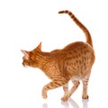Ocicat red cat on a white background, studio photo Royalty Free Stock Photo