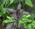 Ocimum basilicum