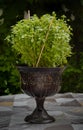 Ocimum basilicum basil bush plant growing in a bronze metal pot Royalty Free Stock Photo