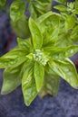 Ocimum basilicum. Basil closeup. Royalty Free Stock Photo