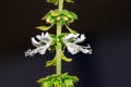 Ocimum basilicum Basil flowers during spring