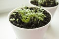 Basil seedlings in white pot. Green seedlings aromatic herb, young plants, leaves, gardening. Royalty Free Stock Photo