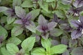 Ocimum basilicum. Fragrant herb, spices. Basil Royalty Free Stock Photo