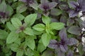 Ocimum basilicum. Fragrant herb, spices. Basil Royalty Free Stock Photo